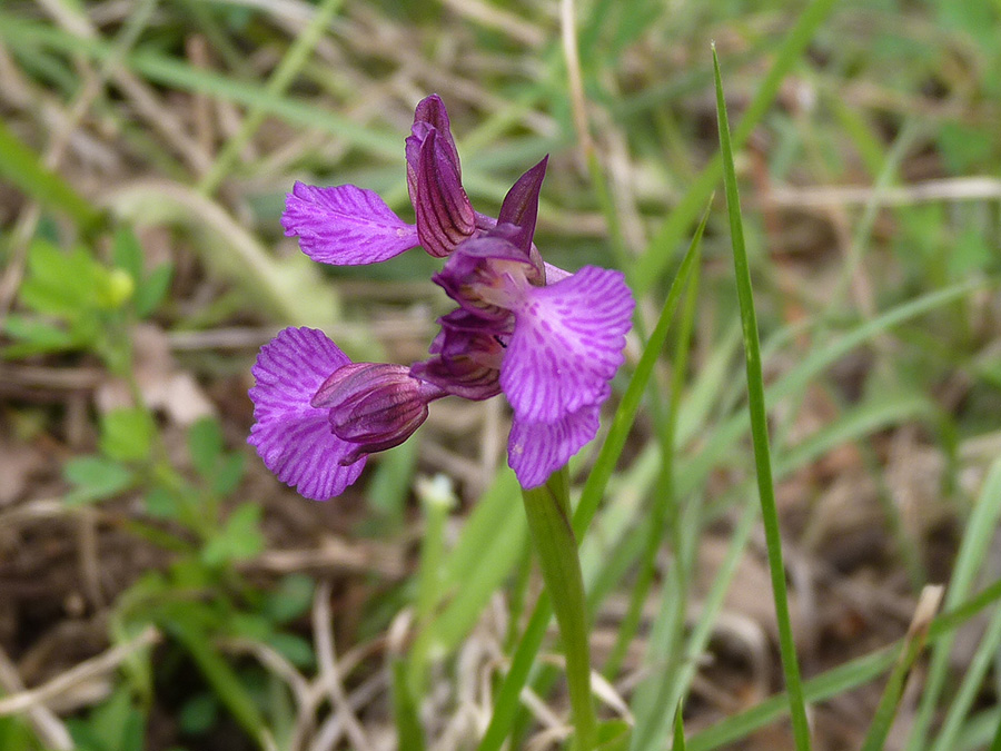 Anacamptis x gennarii